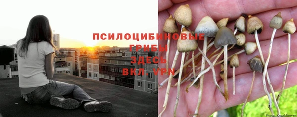 трава Медвежьегорск